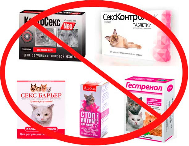 Запрещенные таблетки для кошек