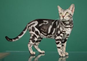 Бенгальский кот окраса мраморное серебро