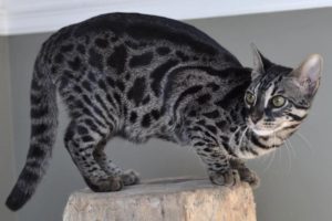 Бенгальский кот окраса угольный