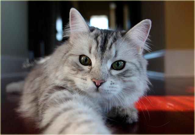 Сибирская кошка стандарты породы