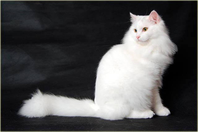 Сибирская кошка белая фото