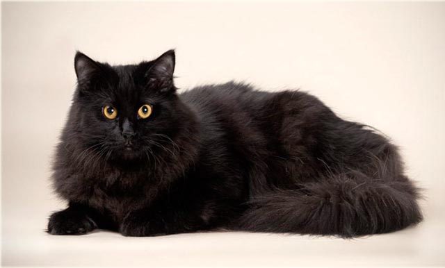 Сибирская кошка черная фото