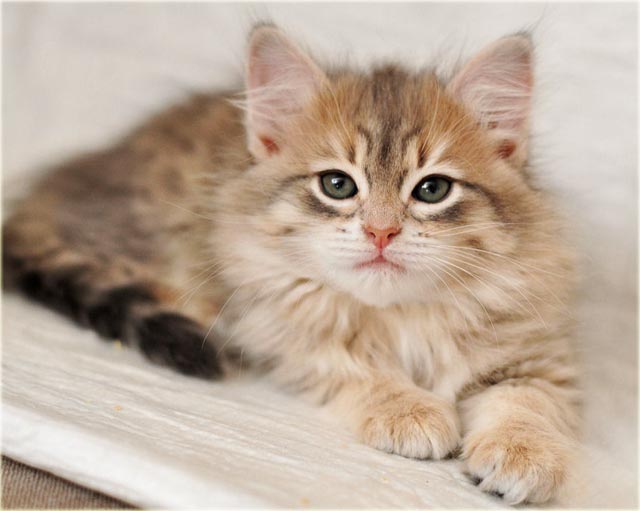 Сибирский котенок фото