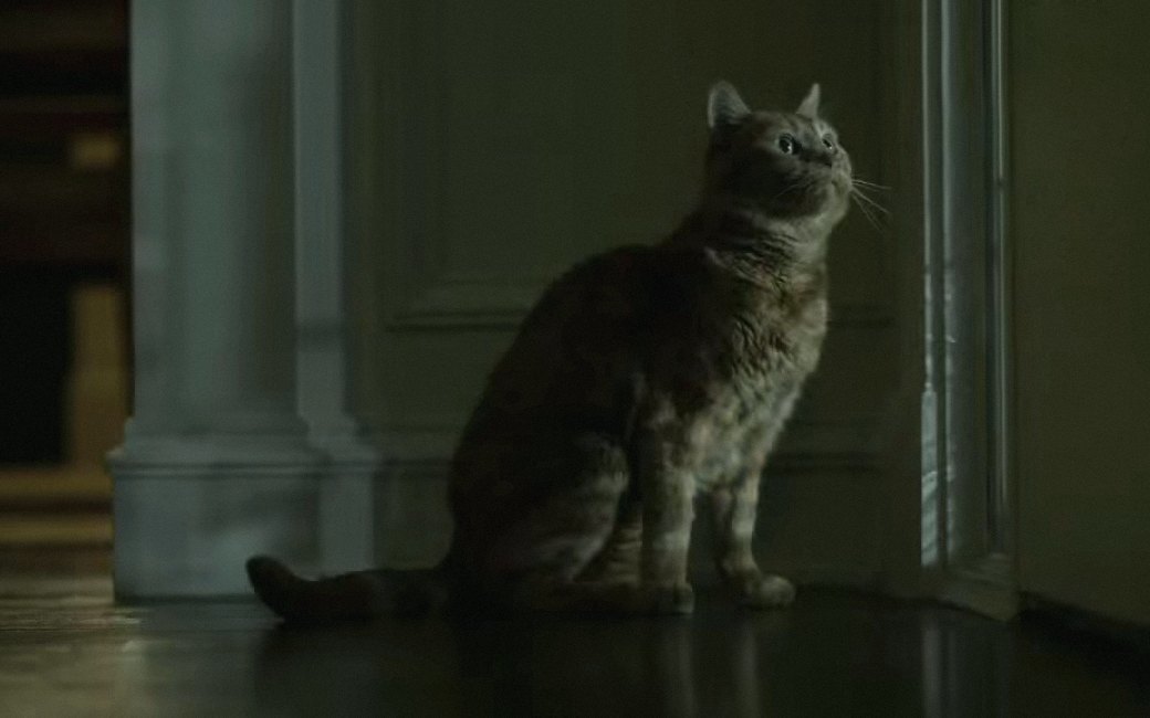 Наглая морда:
Лучшие рыжие 
коты в кино
. Изображение № 2.