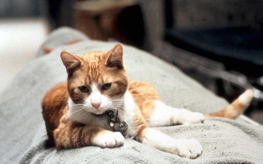 Наглая морда:
Лучшие рыжие 
коты в кино
. Изображение № 8.