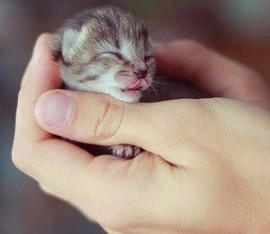 Маленький котенок в руке