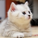 Как узнать пол новорожденного кота или кошки?