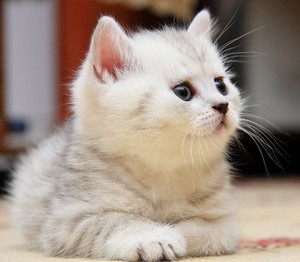 Серо-белый котенок