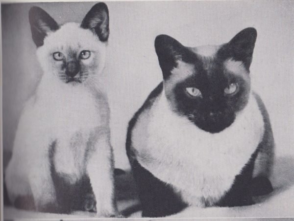 Сиамские кошки в начале XX века