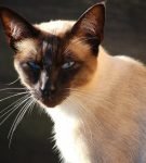 Сиамский кот расцветки сил-пойнт