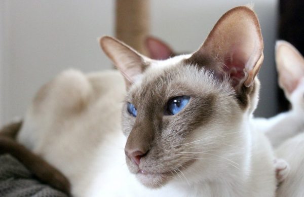 Сиамский кот: портрет