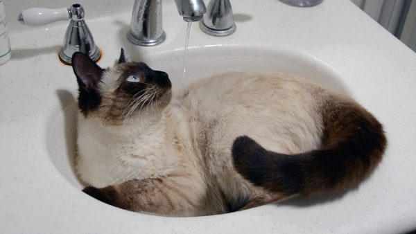 Сиамская кошка в раковине