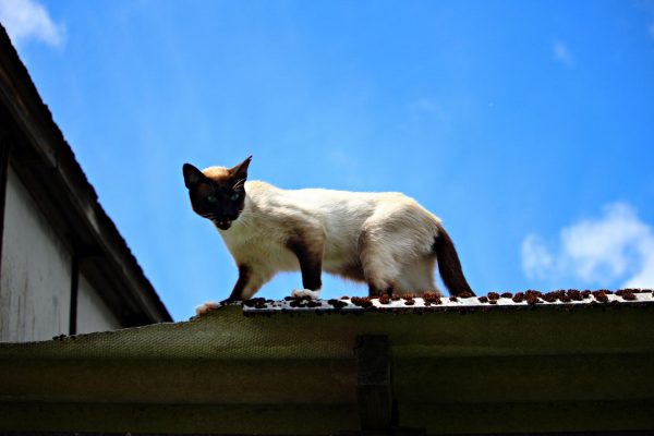 Сиамский кот на крыше
