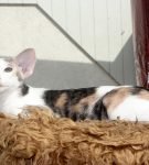 Сейшельская короткошёрстная кошка