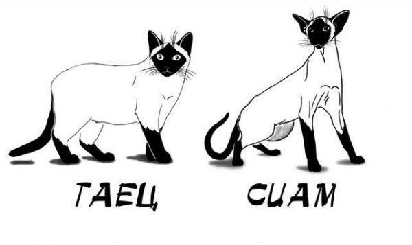 Сравнение тайской и сиамской кошек