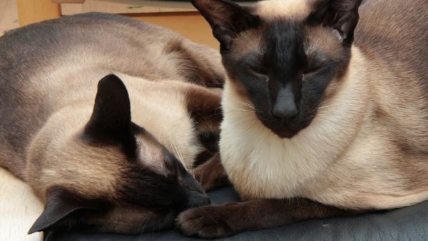 Два сиамских кота