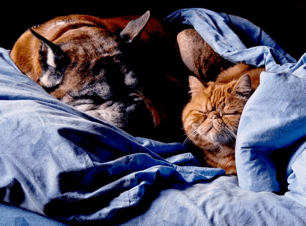 Кот экзот и собака спят