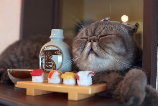 Кот экзот и суши