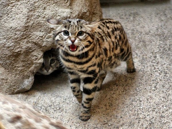 Дикая азиатская леопардовая кошка
