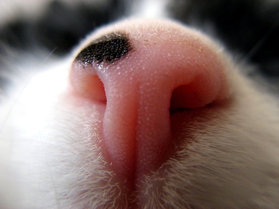 Врождённое пигментное пятно на носу у котёнка (норма)