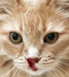 Кровотечение из носа у кота