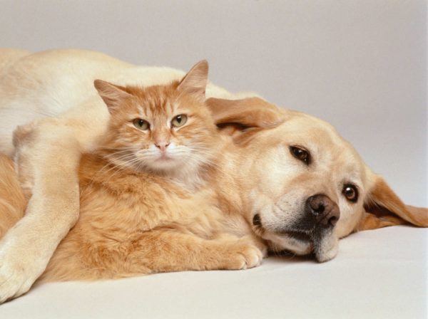 Рыжие кот и собака лежат вместе