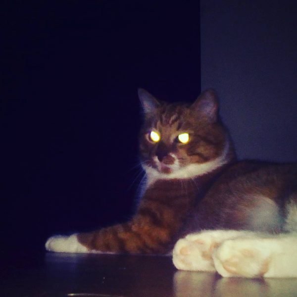 Глаза лежащего в темноте кота