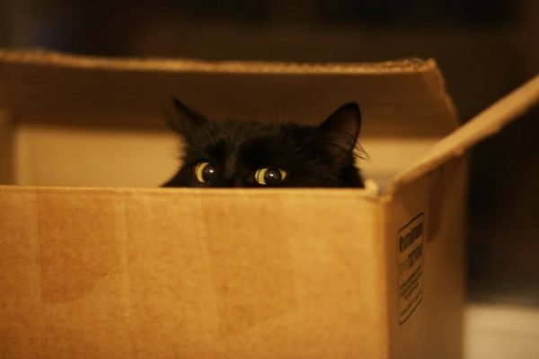Чёрный кот выглядывает из коробки