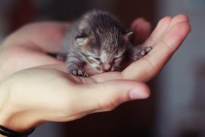 Новорожденные слепые котята