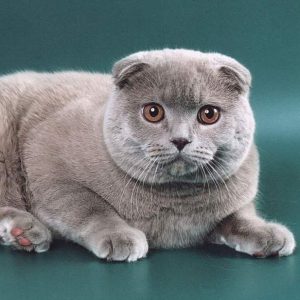 Самые популярные и особенные клички для Шотландских вислоухих котов и кошек: описание породы
