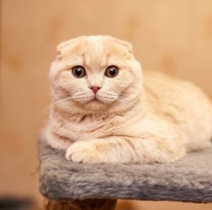 Самые популярные и особенные клички для Шотландских вислоухих котов и кошек: описание породы