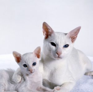 Полное описание и сравнение пород кошек похожих на Сиамскую: достоинства и недостатки питомцев