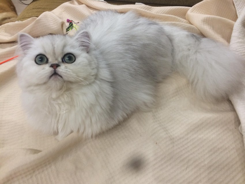 Сколько живут персидские. Персидский кот камео. Перс камео кошка. Персидская кошка классического типа. Сколько живут персидские кошки.