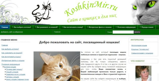 Сайты для кошатников: топовая десятка для тех, кто живет с котами