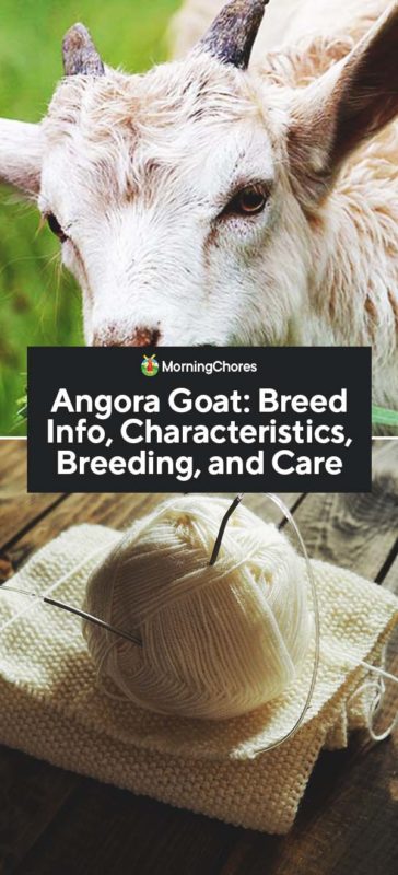 This image has an empty alt attribute; its file name is Angora-Goat-Breed-Info-Characteristics-Breeding-and-Care-PIN-364x800.jpg