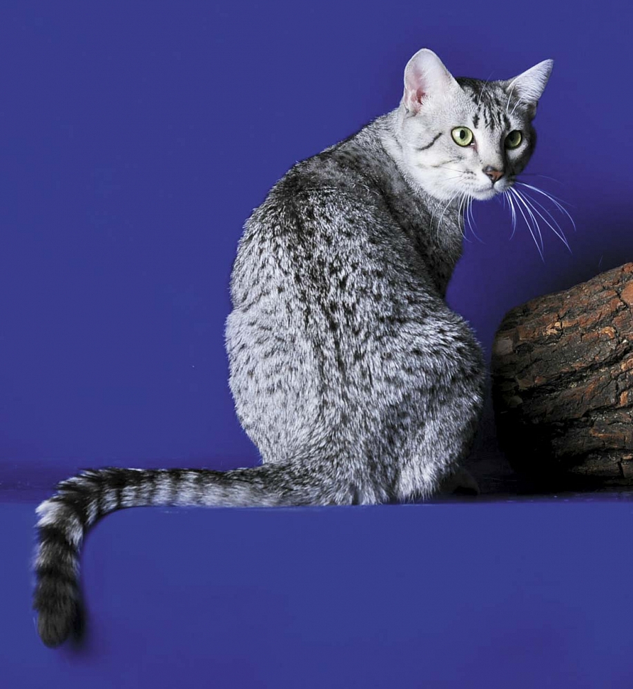 Фото кошек мау. Египетская МАУ кошка. Порода кошек Египетская МАУ. Египетская МАУ котята. Тату Египетская кошка.