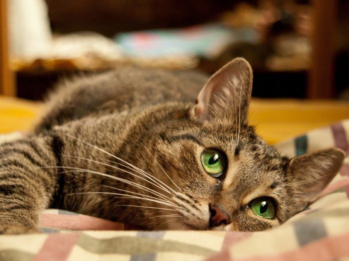 Зеленоглазая кошка