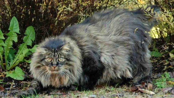 Сибирский кот охотится