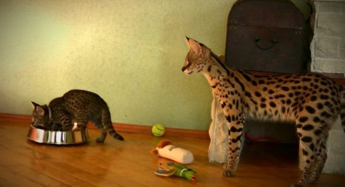 Кошка и котенок породы саванна