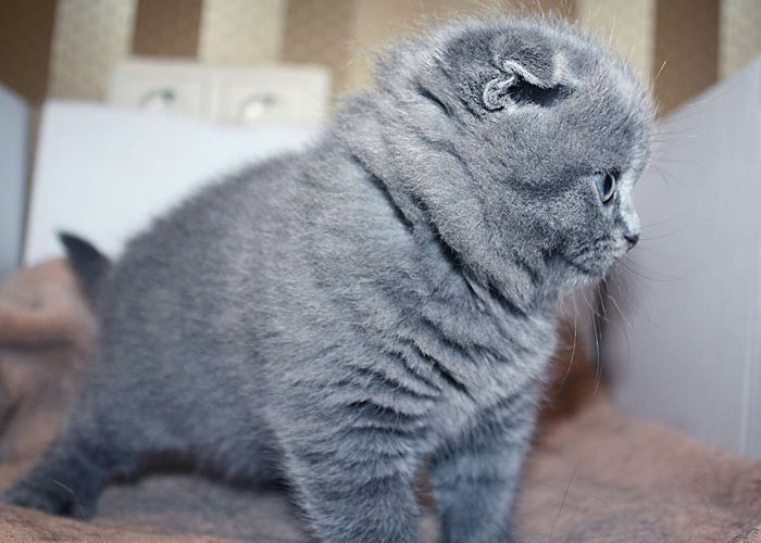 Какие котята рождаются у вислоухих шотландских кошек фото