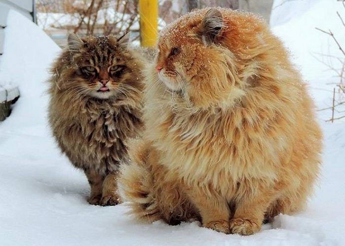 Сибирские коты