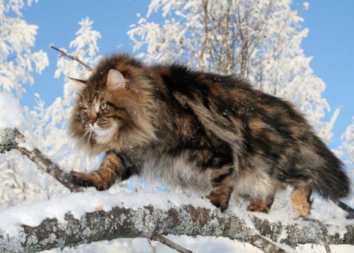 Сибирская кошка охотится