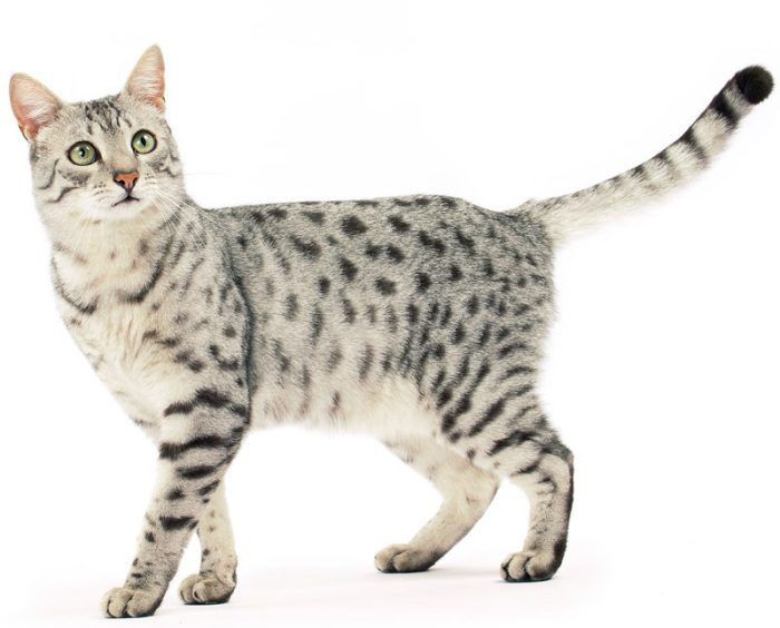 Кошка породы египетская мау