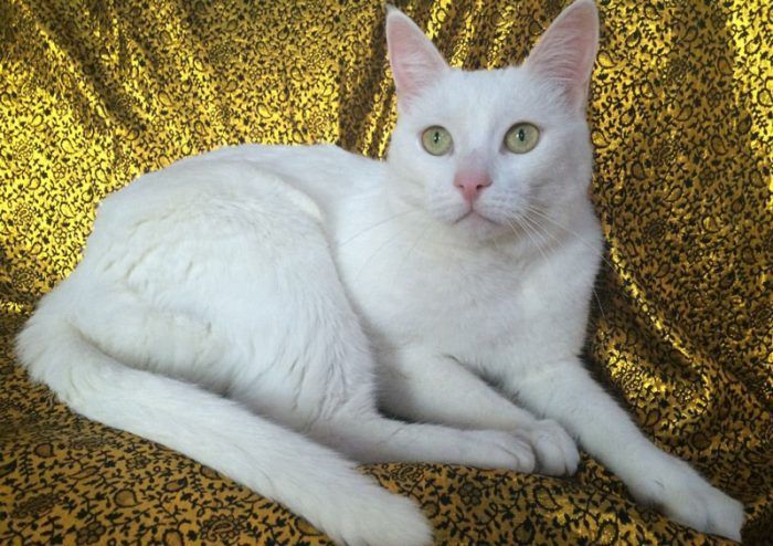 Беленький котик