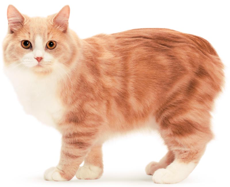 Рыже-белый кот кимрик