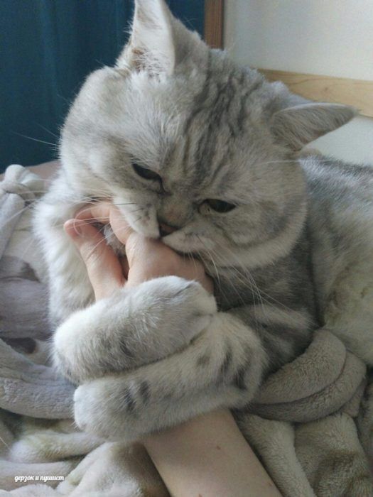Полосатая кошка кусает руку хозяйки