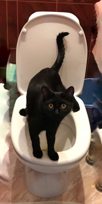 Черный кот на унитазе