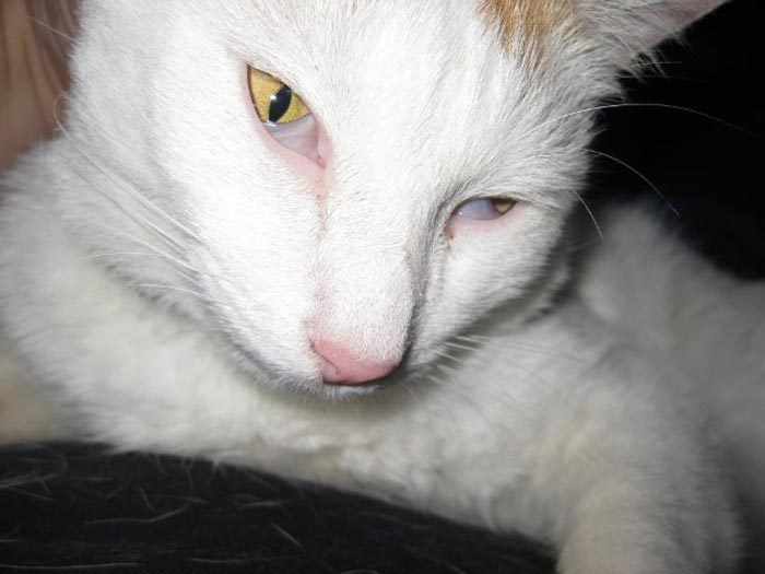 Белый кот с розовым носом