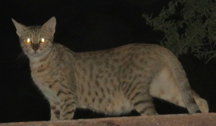 Как выглядит Оманский дикий кот