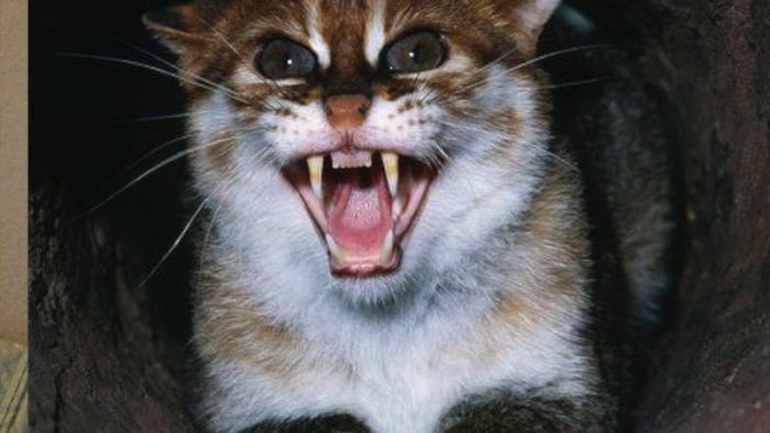 Суматранская кошка злится на человека